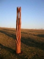 Sonnenstrahl, Kiefer , 195 cm