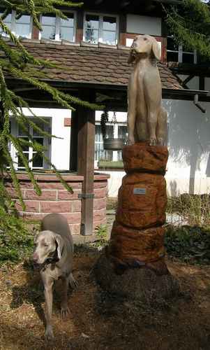 Weimaraner Hund nach lebendem Model, 240 cm